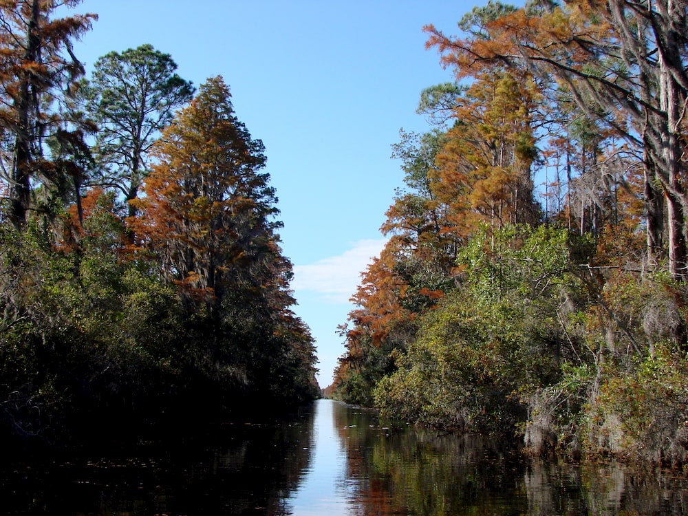 Panoramic photo of swamp with trees on either side of water. 