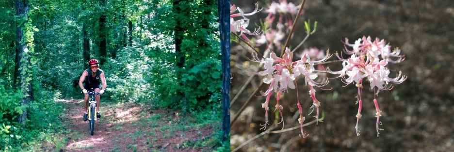 Left: Mountain biker riding on trail in forest. Right: Macro shot of blooming pink and white flower 