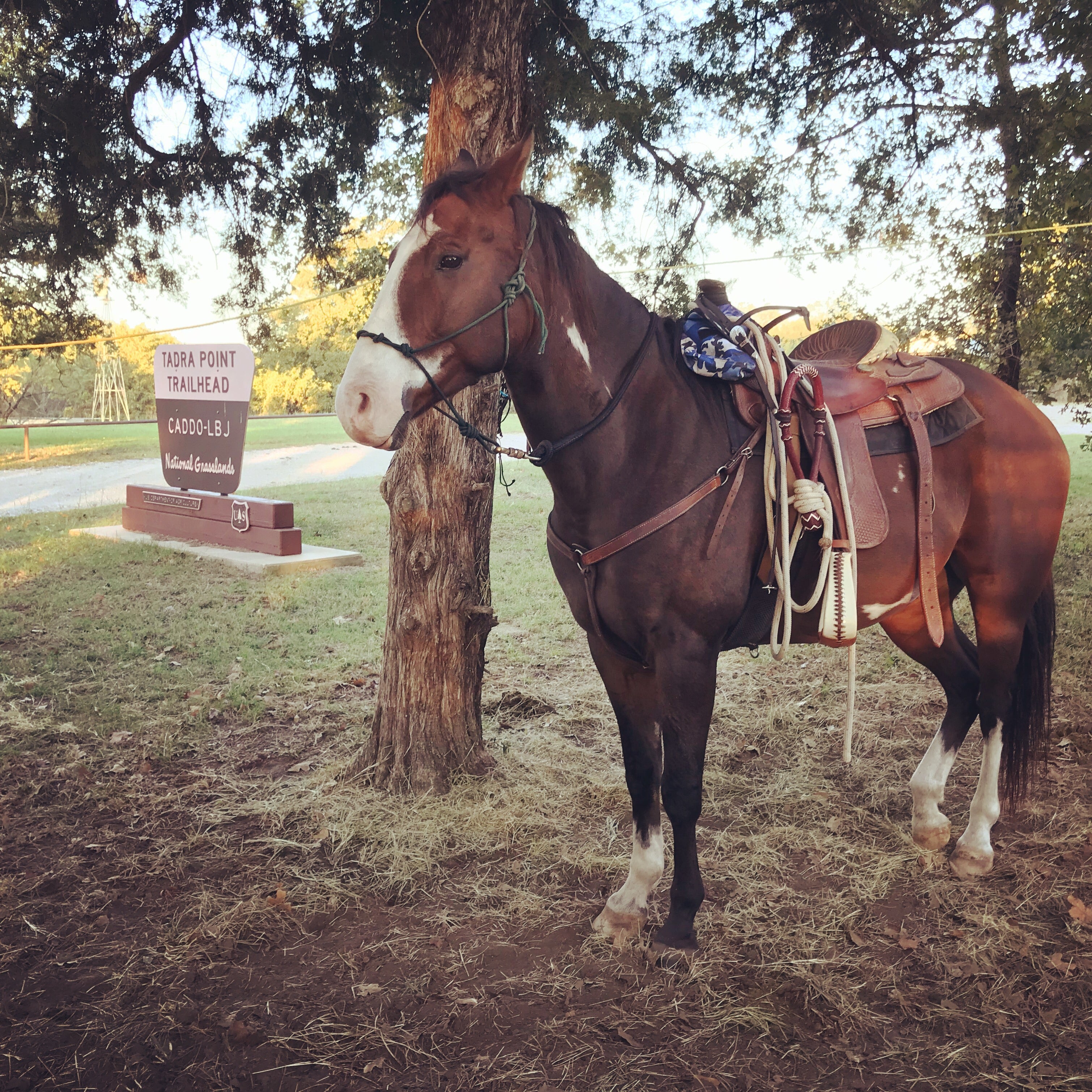 Horse saddled up in western tack and tied to a tree outside the state park.