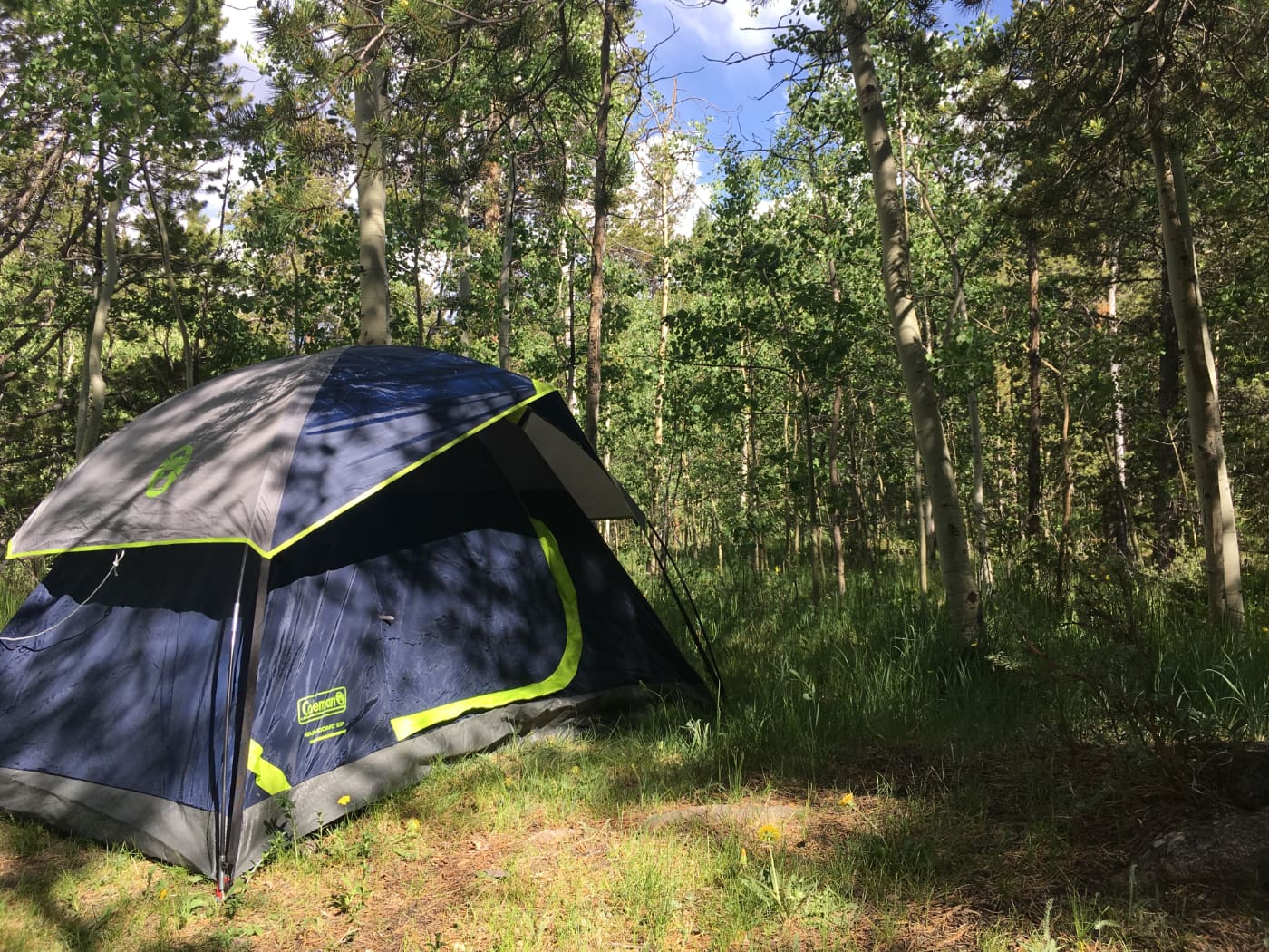 Tent set up on grass in a leafy green forest.