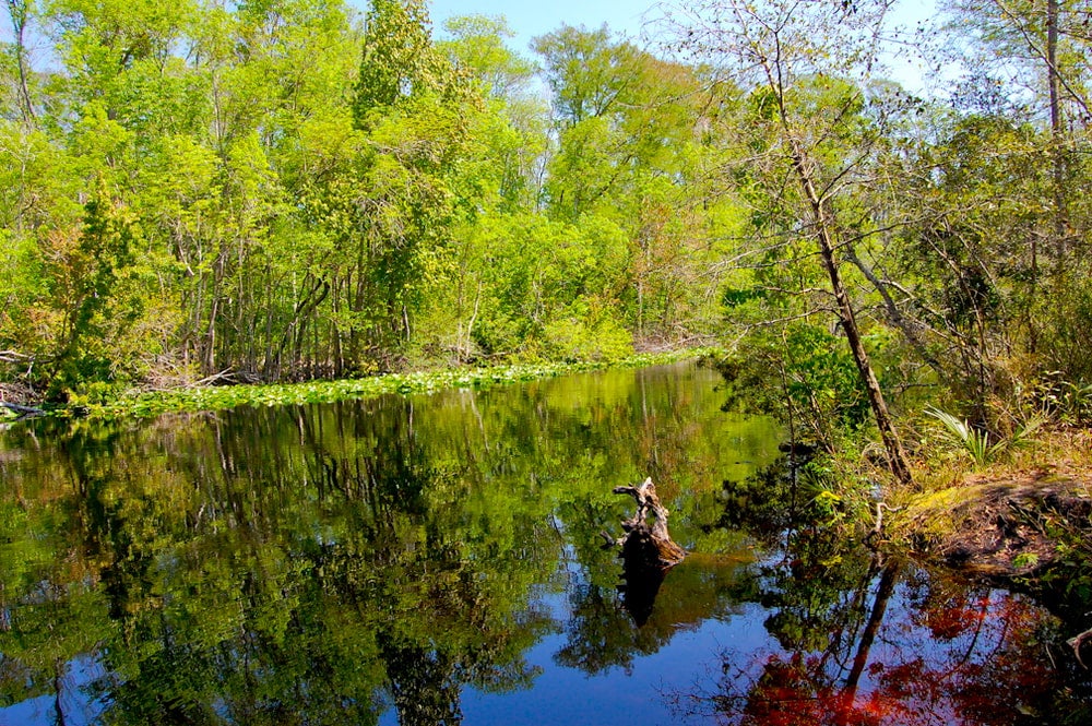 Wide angle view trees reflecting on still river water