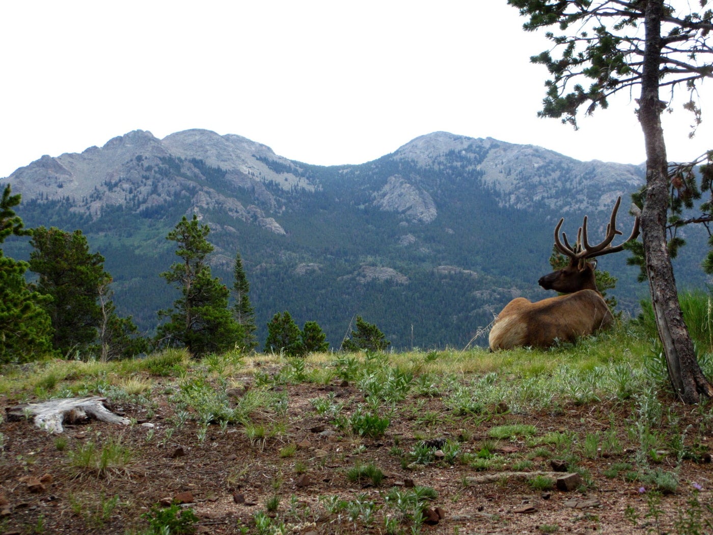 Elk lays in the grass on a hillside looking into the distance at a mountain.