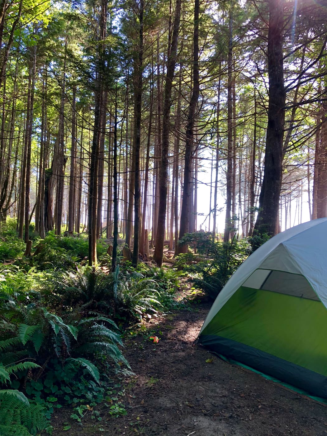 Green tent set up in a coastal forest.