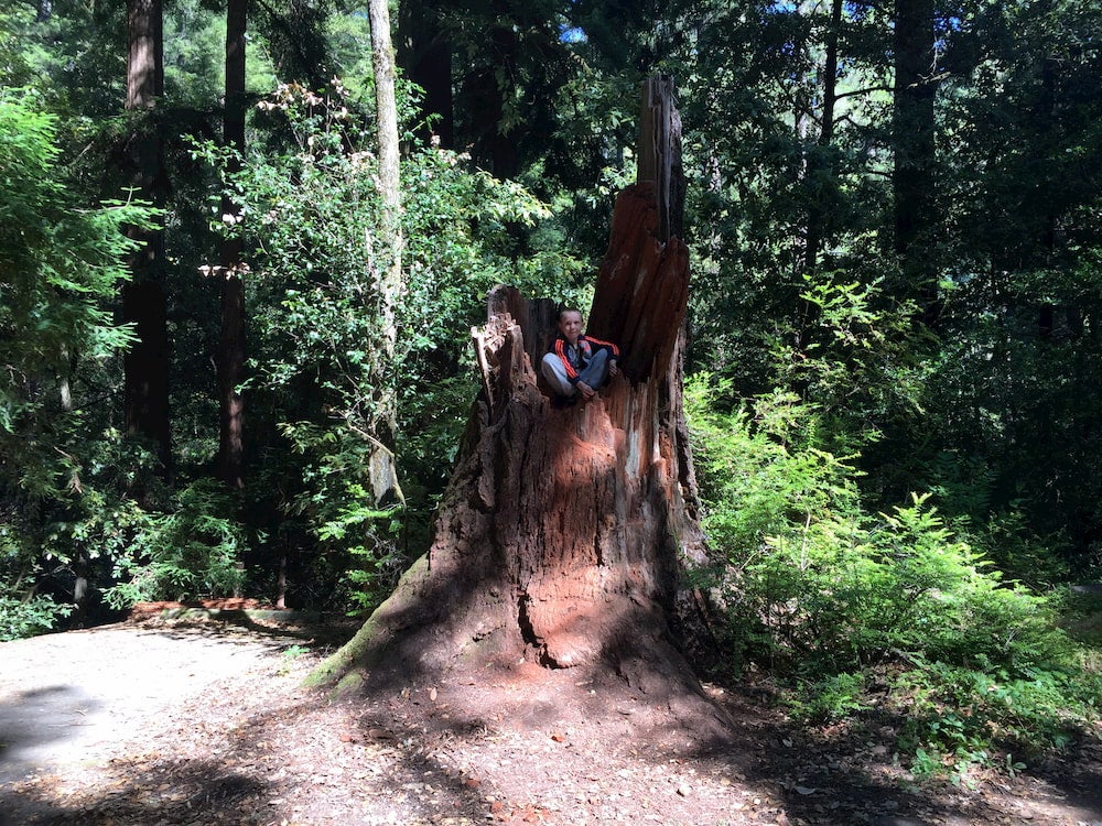 Child sitting in redwood tree stump 