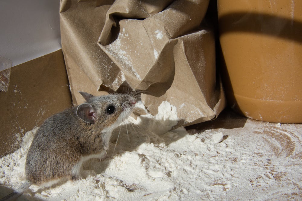 Brown mouse breaking into a bag of flour.