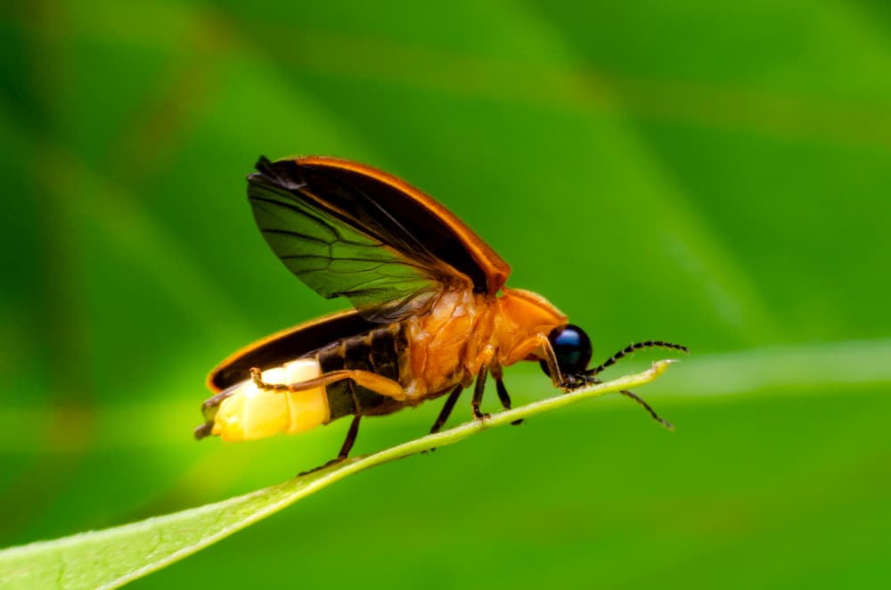 close up macro shot of a firefly on a blade of grass