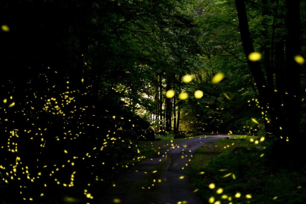 How To Watch Synchronous Fireflies in the Smoky Mountains