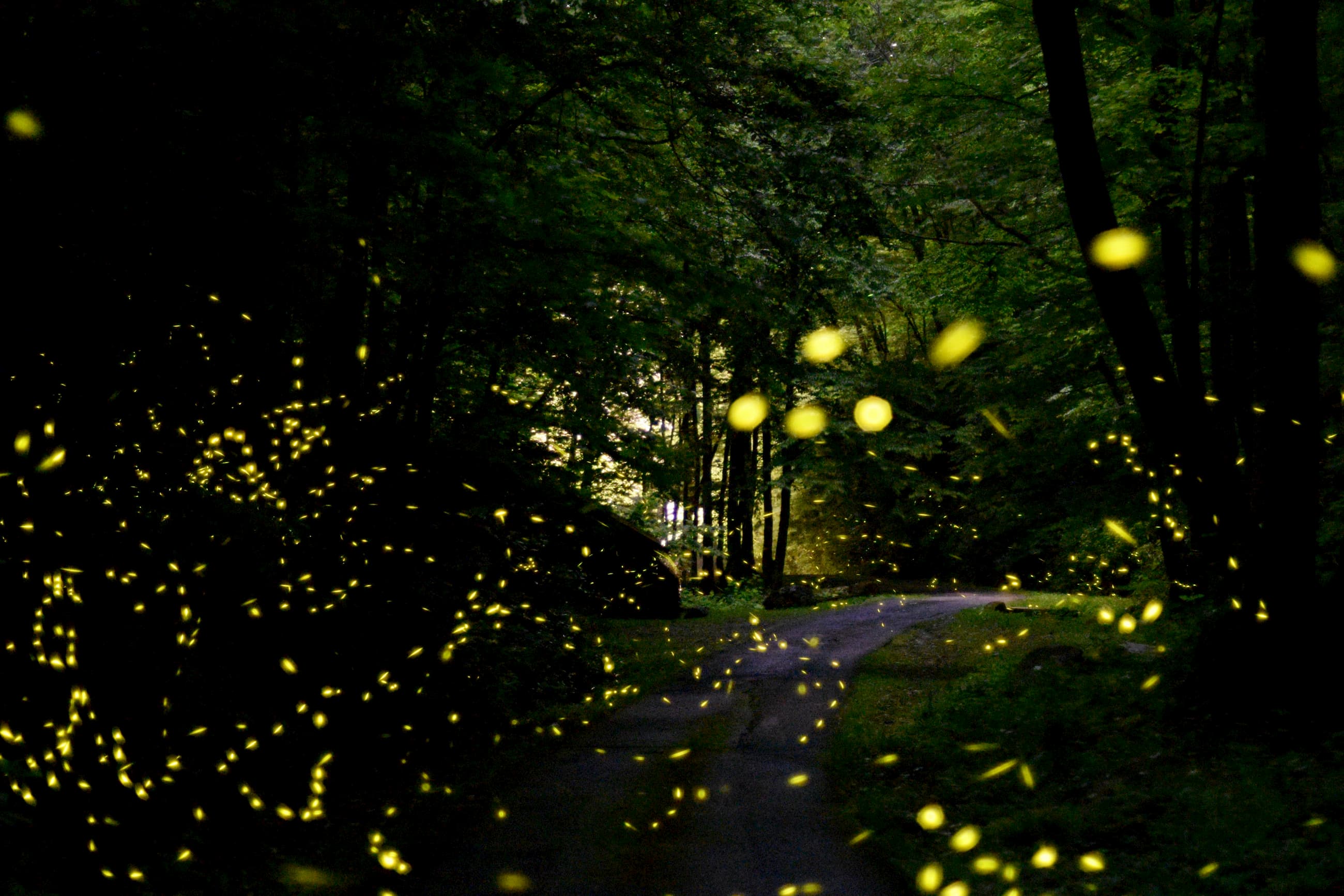 yellow illuminated dots swarm around as synchronous fireflies fly in thick, dark forest