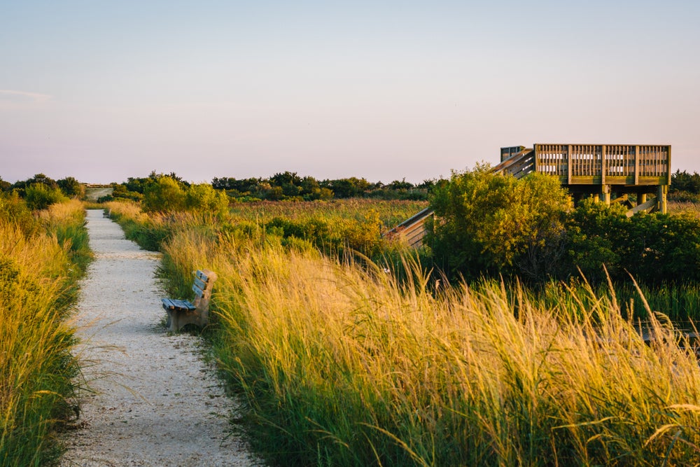 Sandy trail beside sand dunes at Cape May State Park.