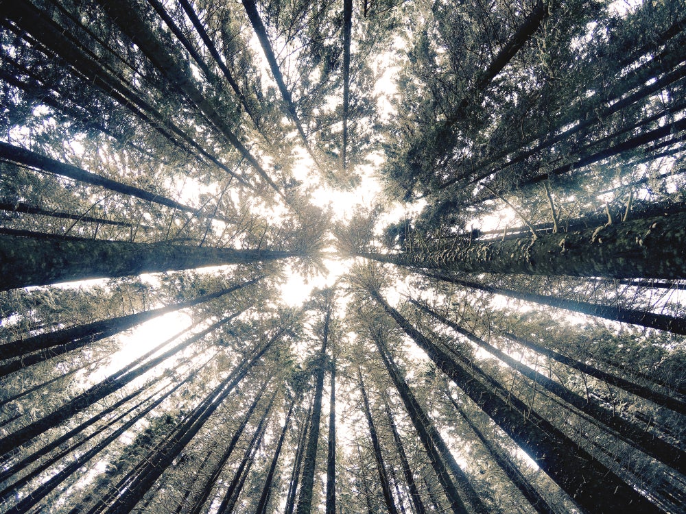 Forest view looking straight up at long trunks leading to high treetops