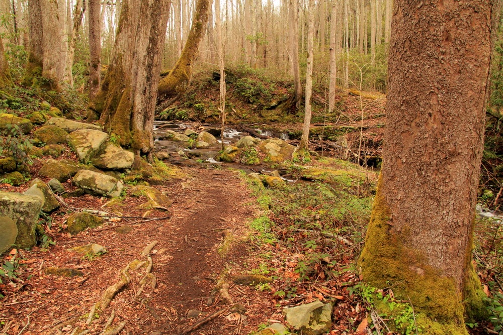 Hiking trail in appalachia.