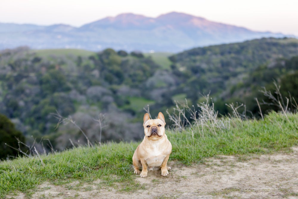 French bulldog sitting on hiking trail with mountains in background 