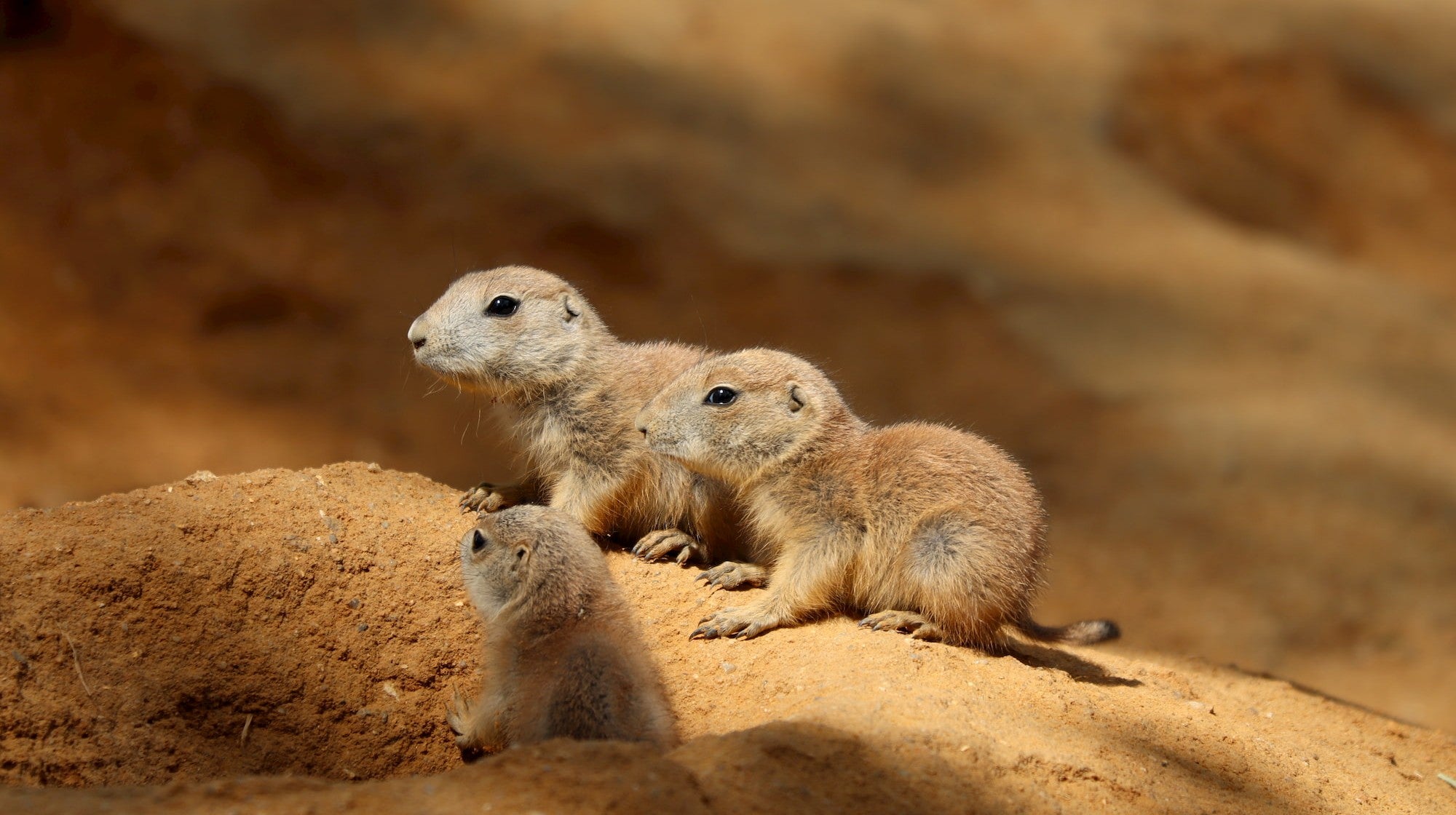 10 Adorable Prairie Dog Facts That Will Steal Your Heart,Is Soy Milk Healthy For You