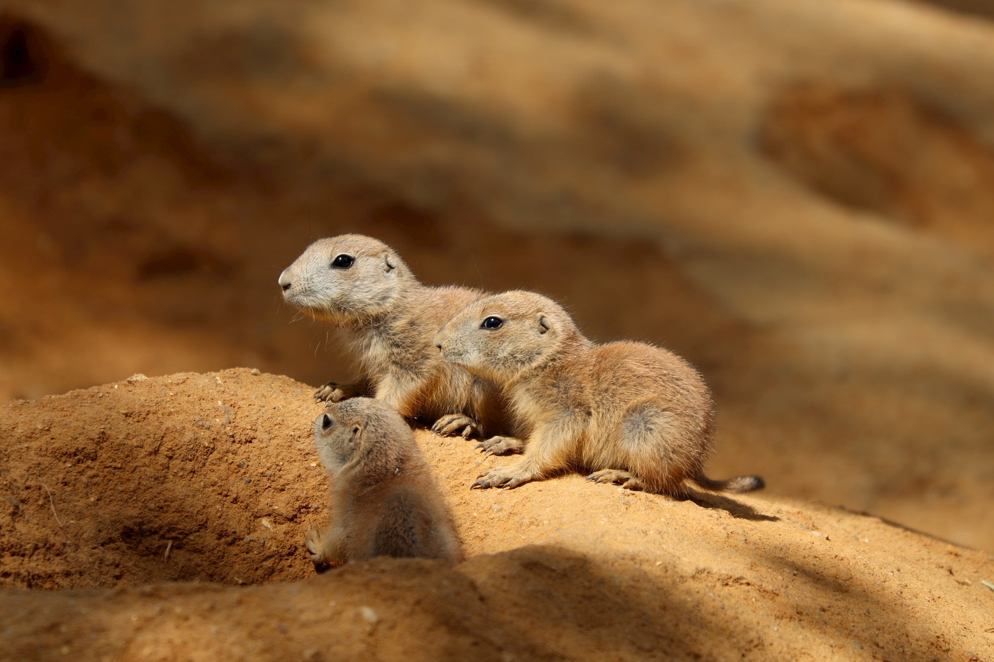 Three prairie dogs hanging out in the desert.