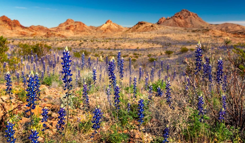 a field of texas bluebonnets in Big Bend National Park