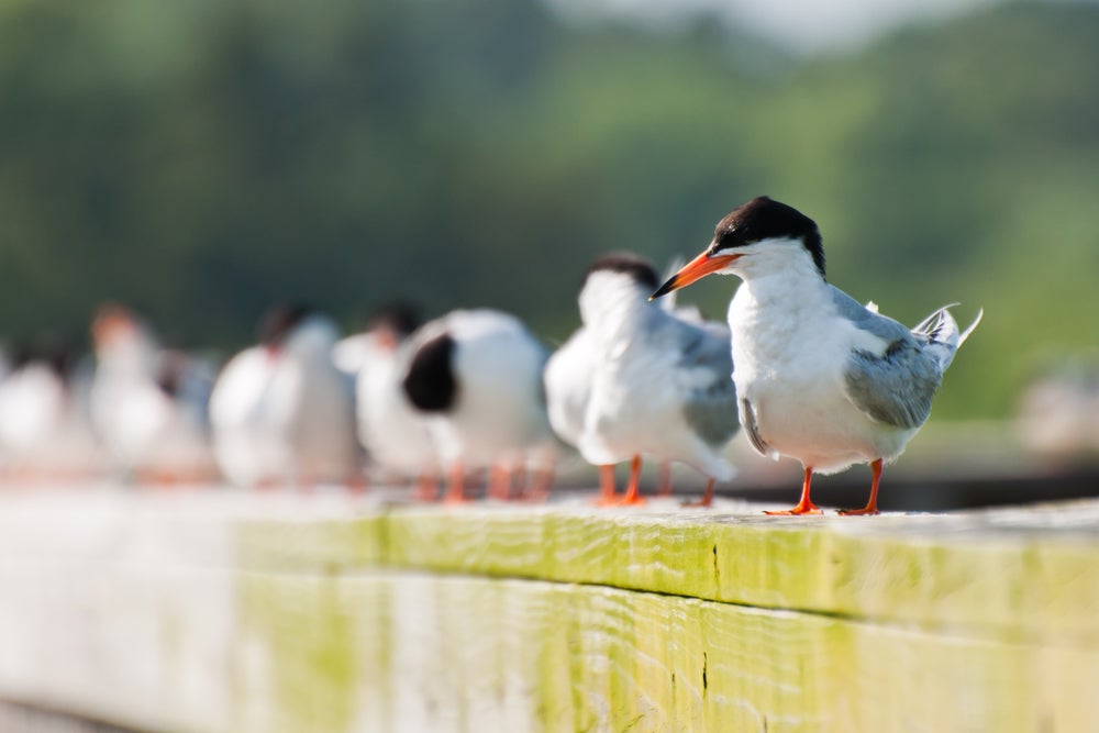 A flock of foster's terns standing on a pier.
