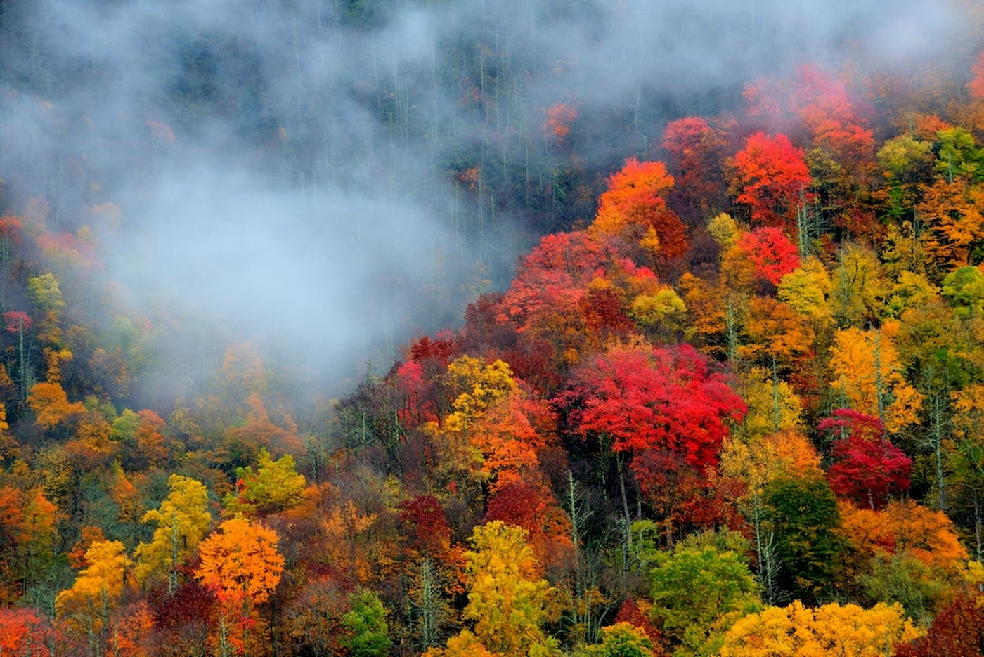 Autumn foliage in the great smoky mountains.