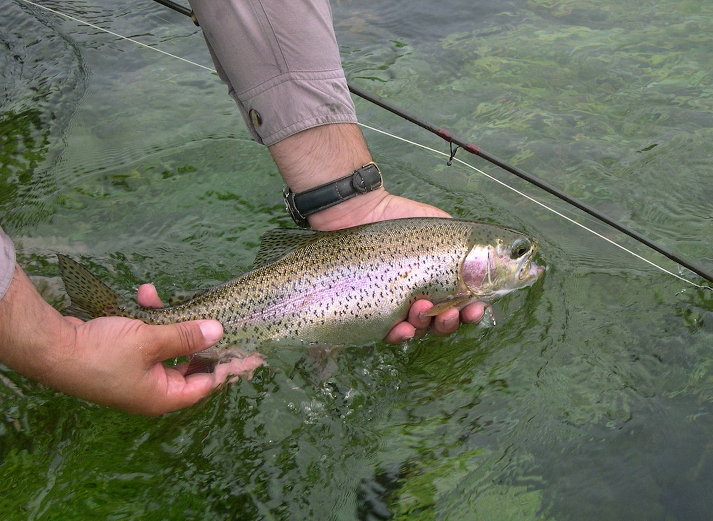 Setting a trout free in a river after fishing.