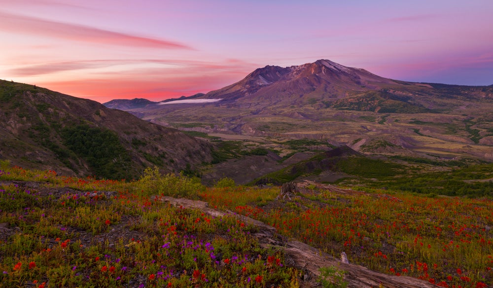 Landscape view of Mt. Saint Helens, an active volcanoe in the U.S., with wildflowers in foreground 