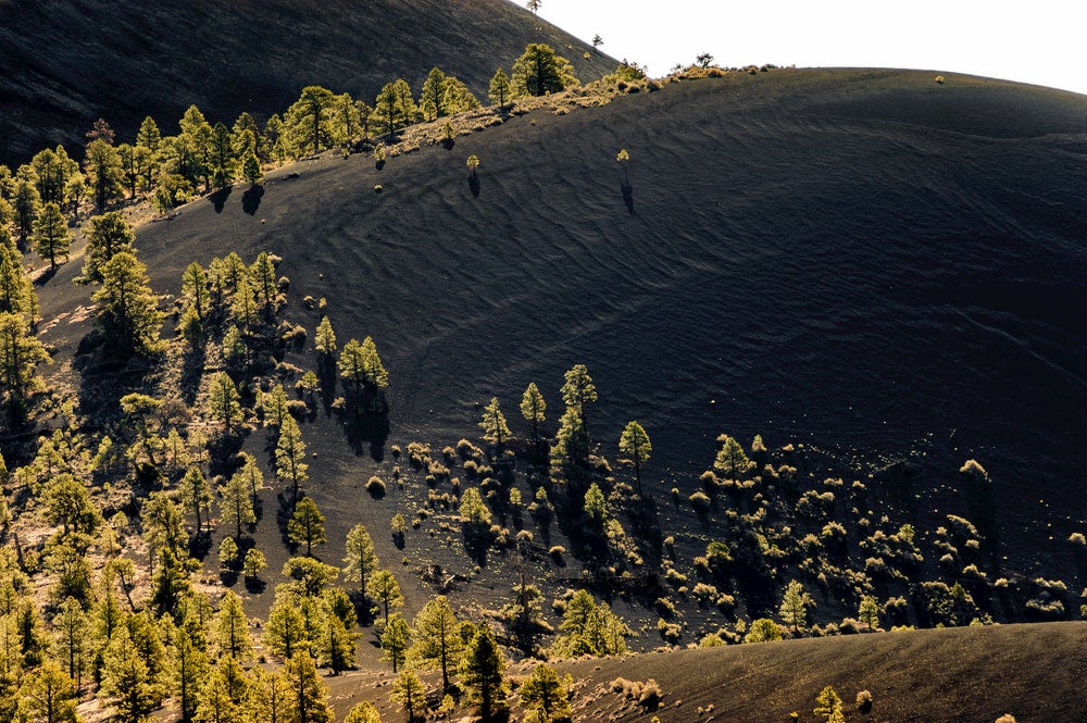 Black volcanic dune with green trees growing from sand 