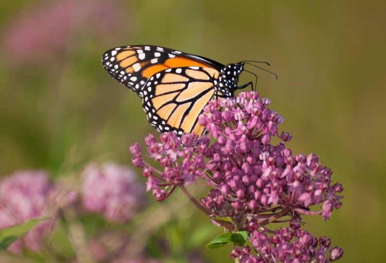 Catch The Monarch Butterfly Migration at These Georgia Campgrounds