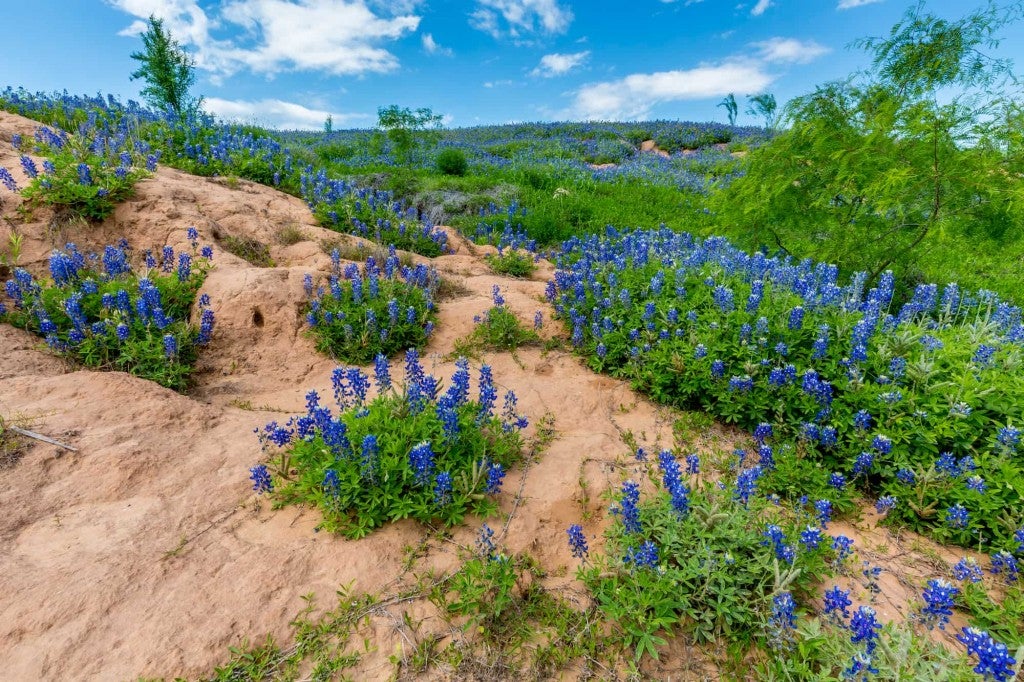 an image of a dry cliff with patches of blooming bluebonnet wildflowers in texas' big bend state park