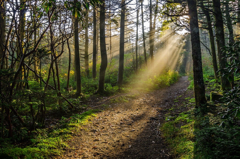 Sun rays shining on part of the Appalachian Trail