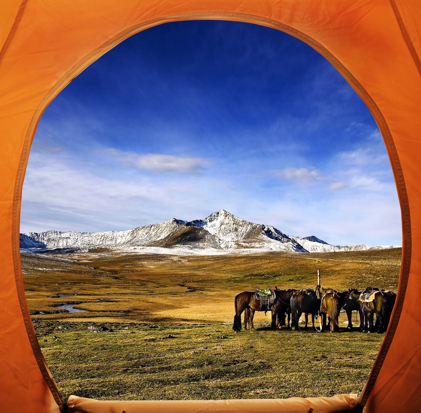 View from inside orange tent, facing into an alpine field full of grazing horses.