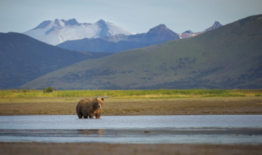 Panoramic view of mountains and river with bear in foreground