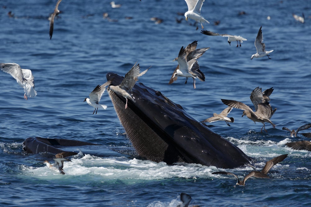 Whale feeding in the ocean with seagulls flying around it.