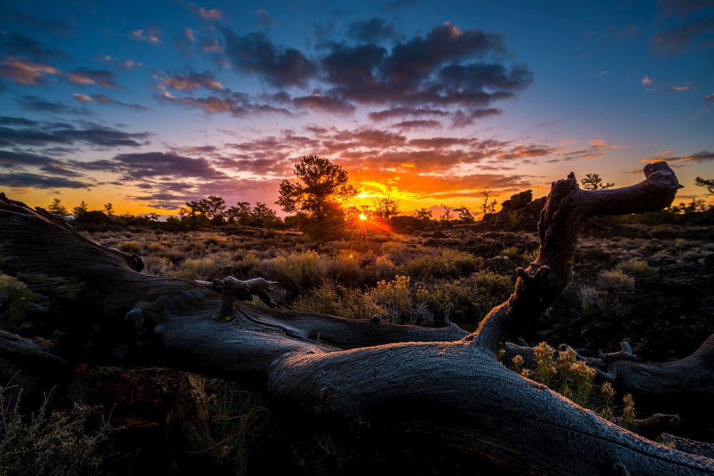 Landscape view of juniper branch with cacti and sunset in background