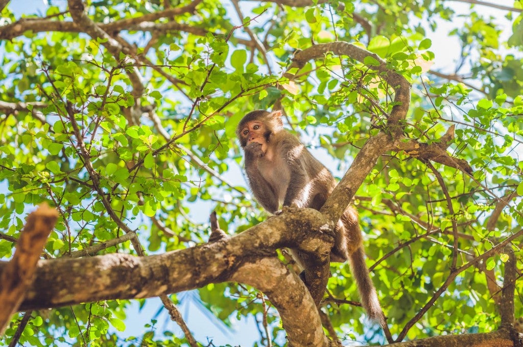 Rhesus macaque monkey sitting in tree covering its mouth