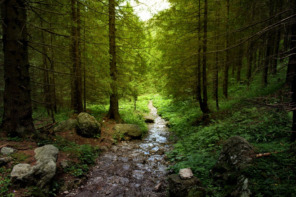 Green forest with creek and tall trees 
