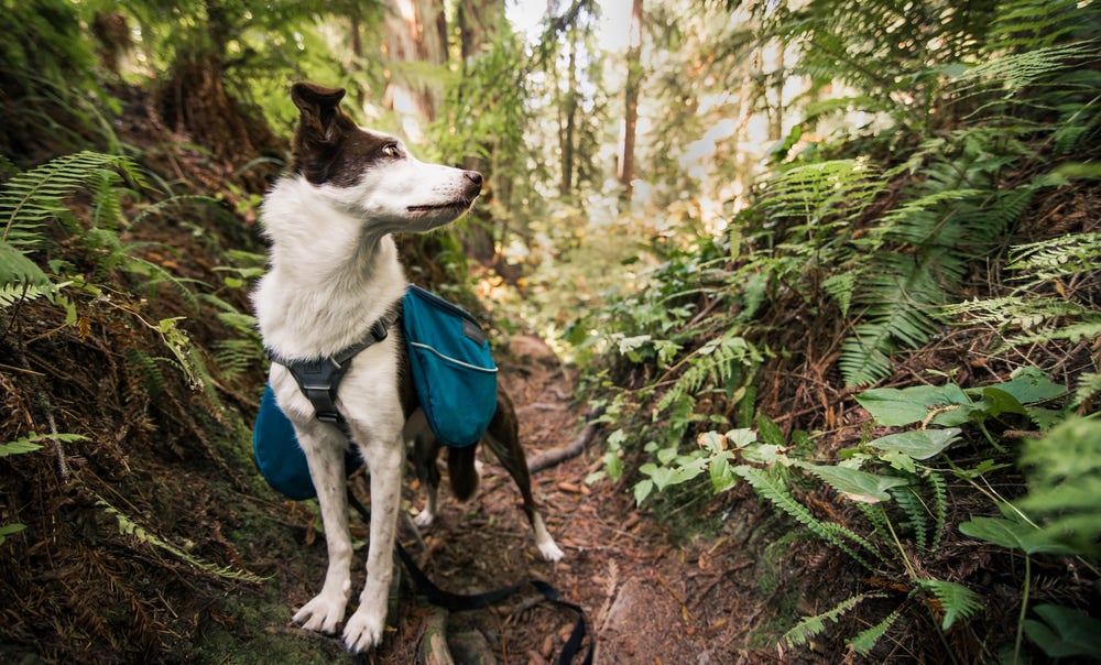 Dog with backpack in a mossy fern forest.