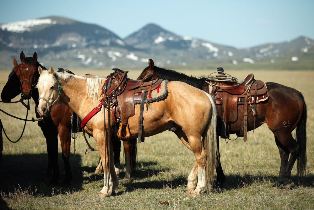 Horses tied up in Western Tack in an alpine field. 