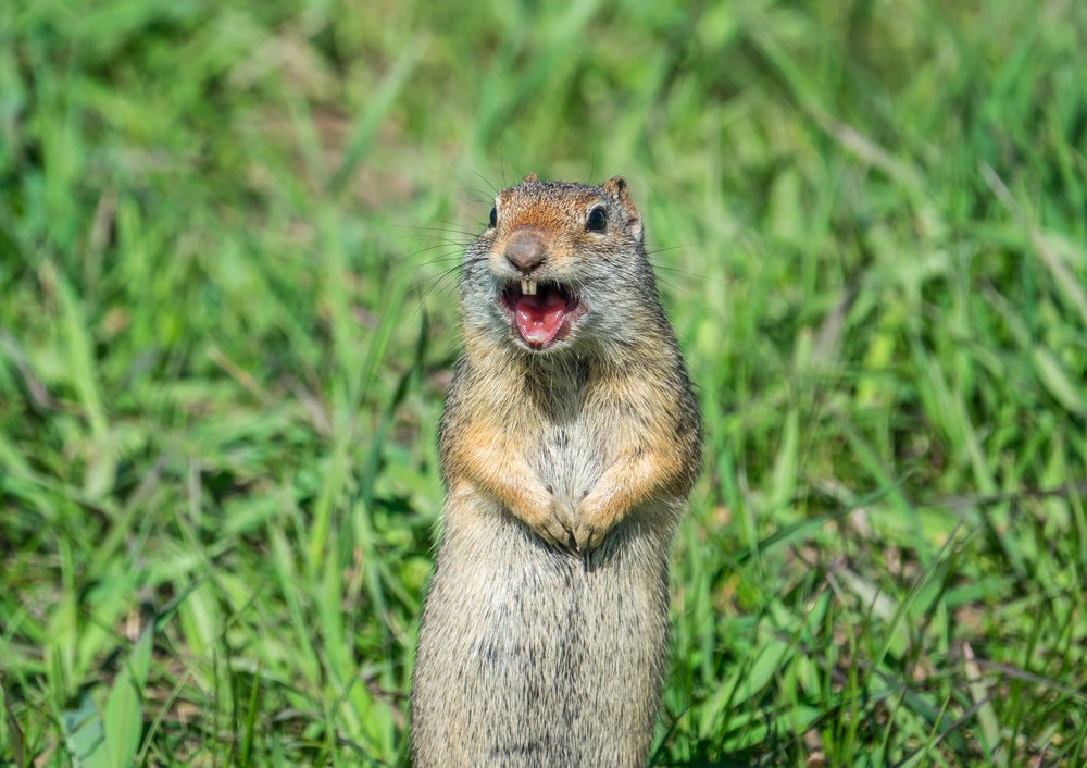 Prarie dog standing up with mouth open, barking in a grassy field.