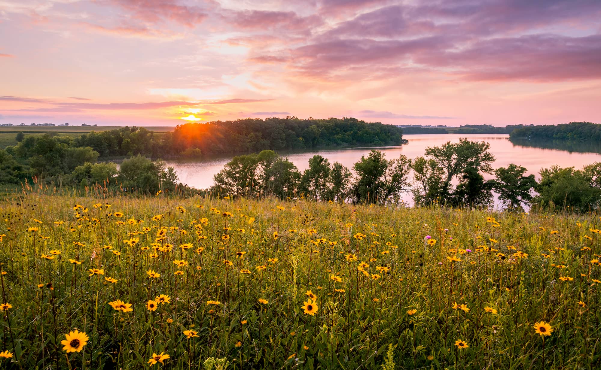 Wildflowers in field with Minnesota waterway and sunset in background