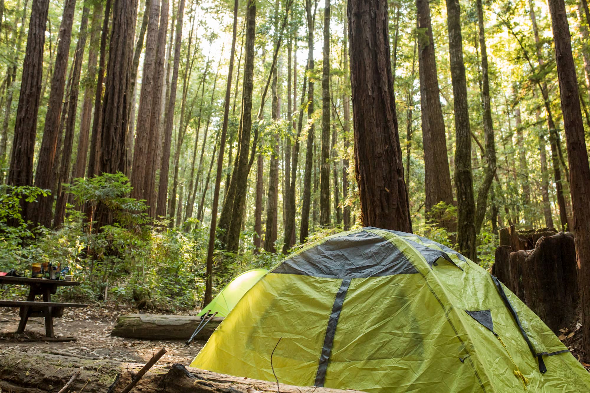 a green tent sitting in a Santa Cruz redwood forest campsite