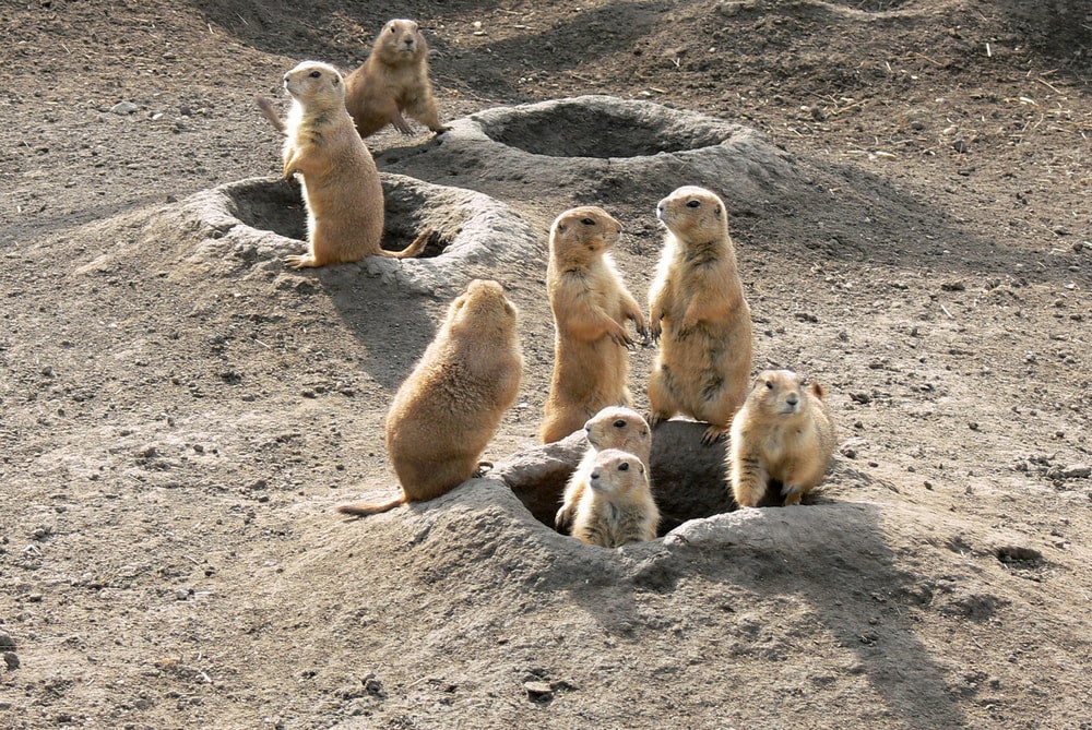 Prairie dogs standing in and around the entrances to their underground home.