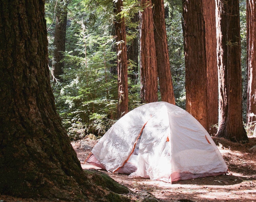 a tent is set up in a redwood forest, with a white rain fly overtop.