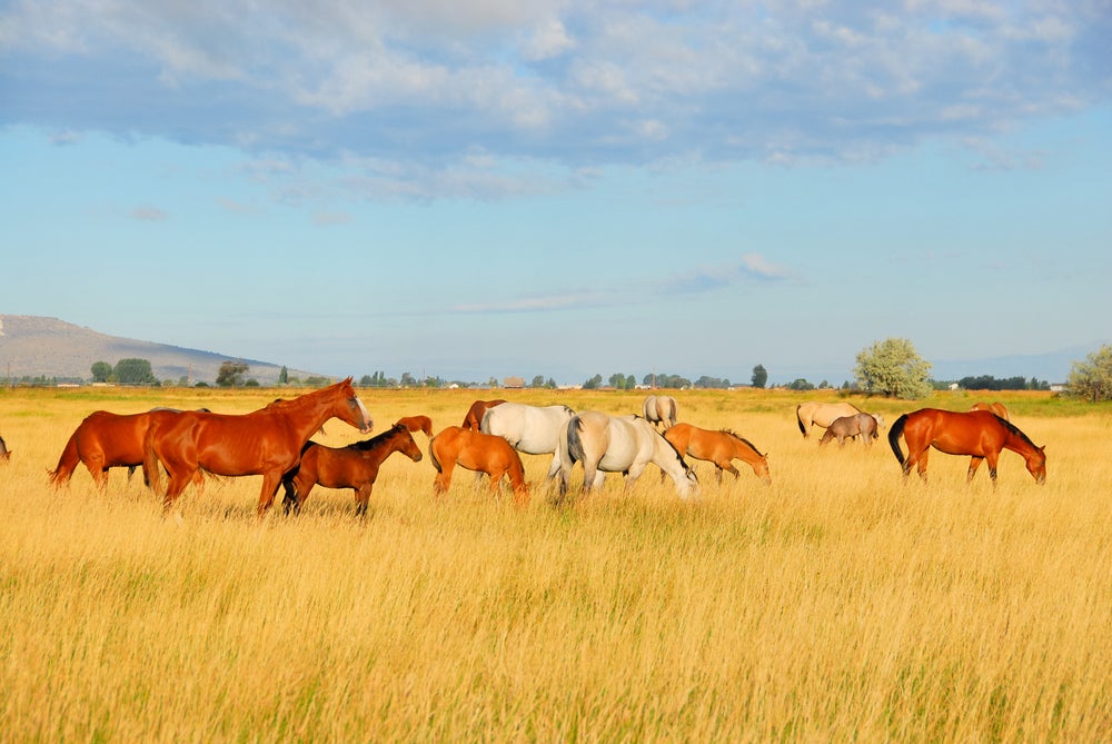 Horses grazing in a tall grassy field in Oregon