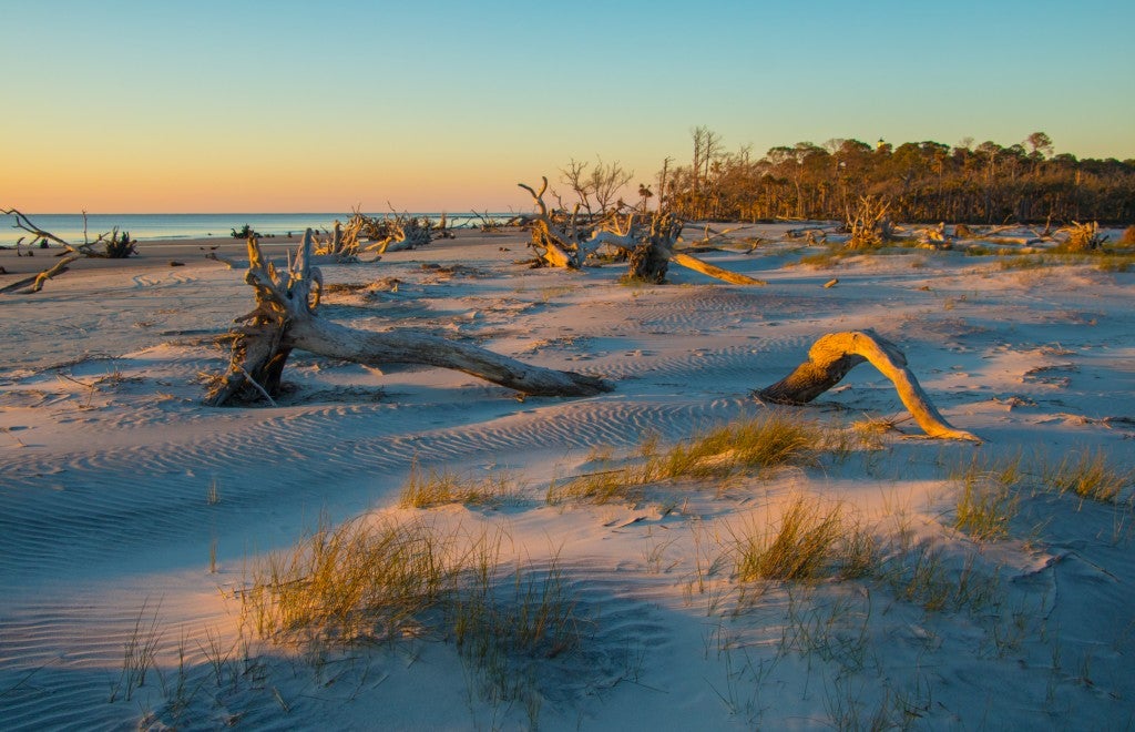 Beach speckled with driftwood trees and dunes at sunrise.