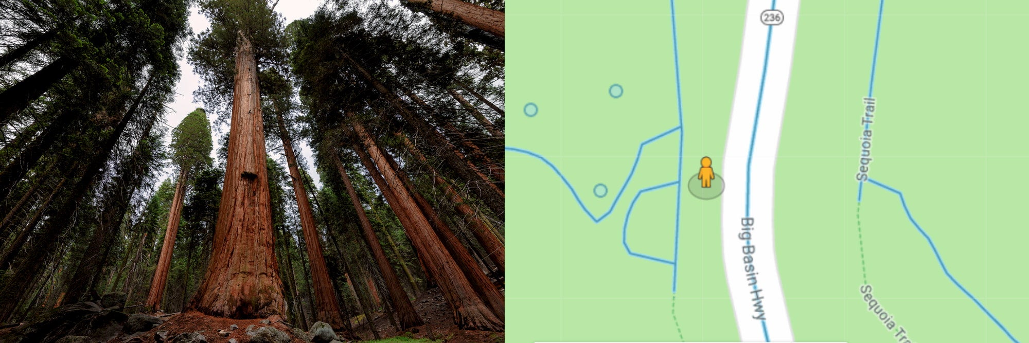 California redwoods and google map with streetview icon