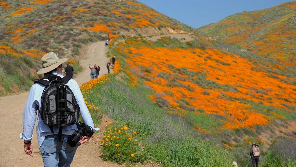 a person walks on a dirt trail toward a crowd of people taking photos of a field of orange wildflowers