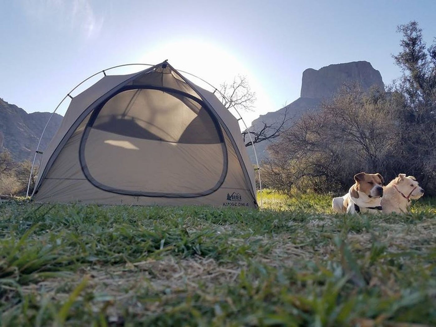 Tent set up on grass below large cliff face and beside two dogs in Big Bend.
