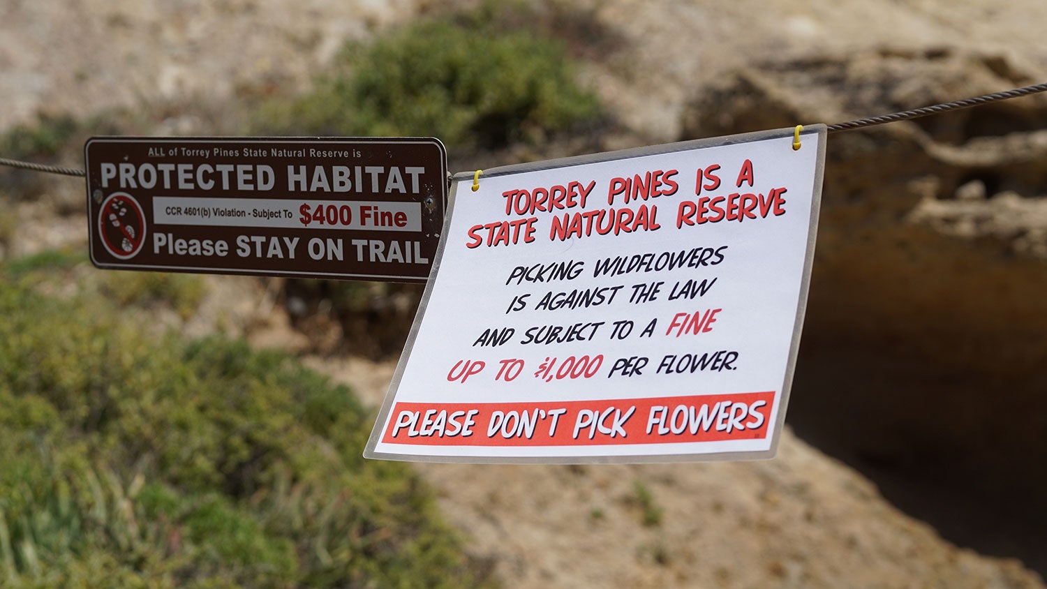 two signs strung on a wire that inform visitors of a protected habitat and a fine for picking wildflowers during a super bloom