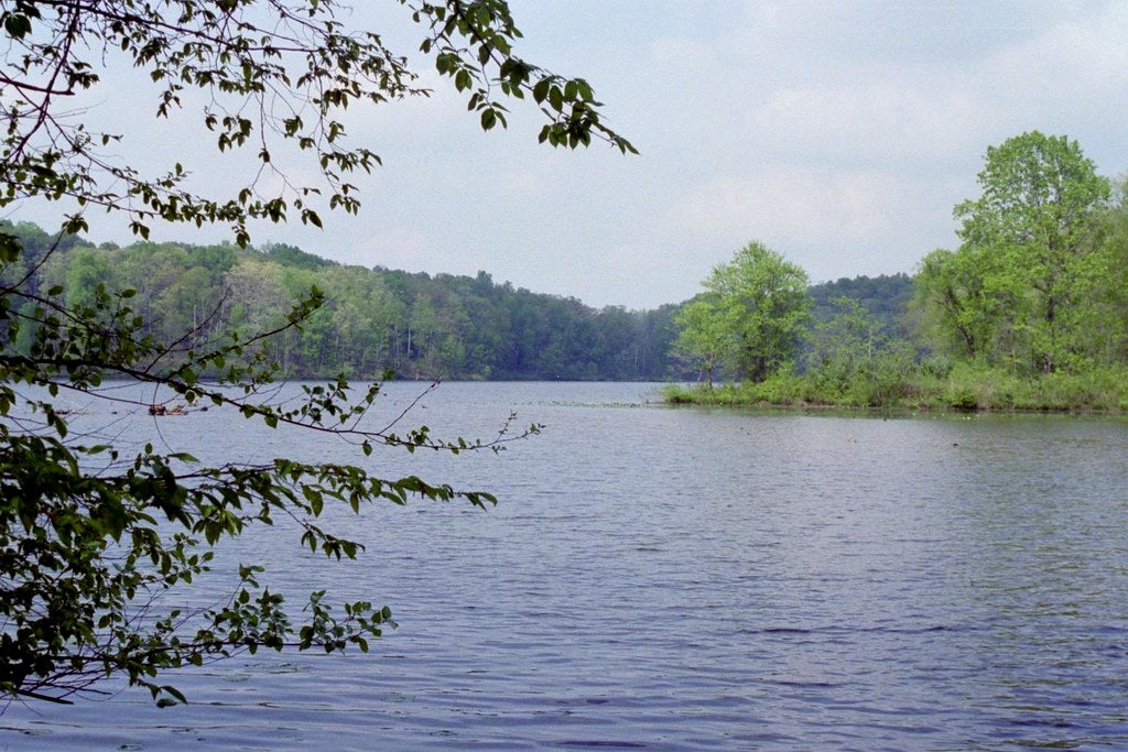 Image of forested Little Grassy Lake.
