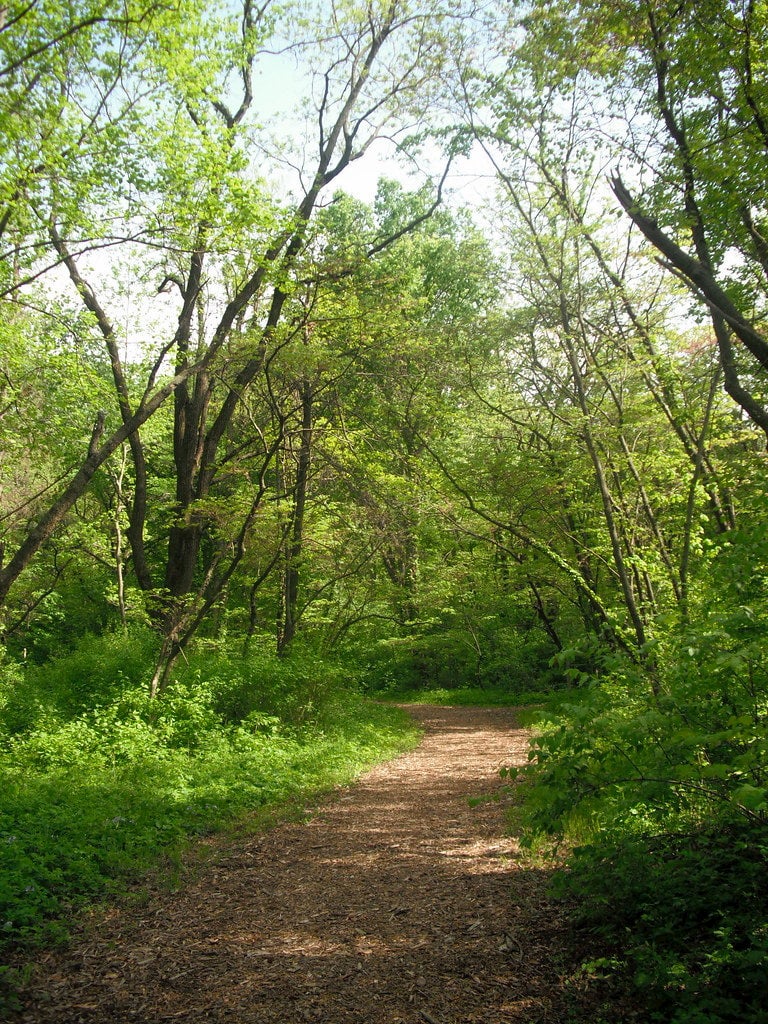 Wooded trail beside the Springfield Lake.