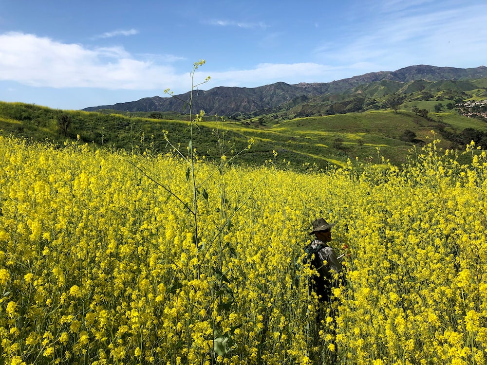 A man stands in very tall yellow weeds in california