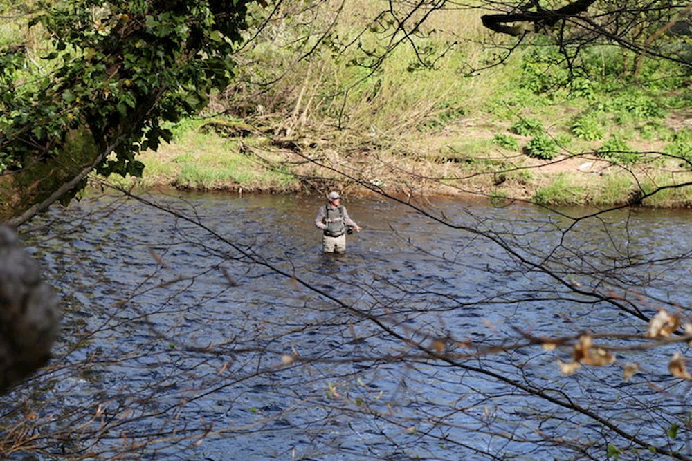 Angler in the waters of Fryingpan River, seen through tree branches.